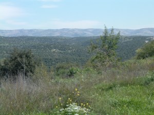 hills where david hid