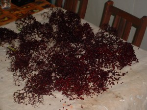 Harvesting Elderberries 1