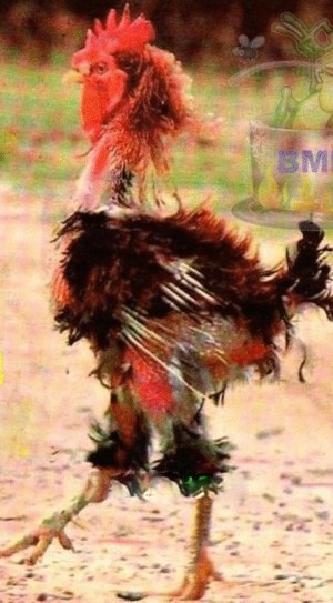 ROOSTER