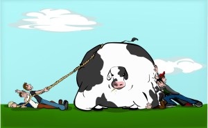 Cow_Tipping_by_walking_distraction