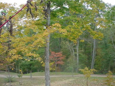 Fall Pic 1 after Sukkot